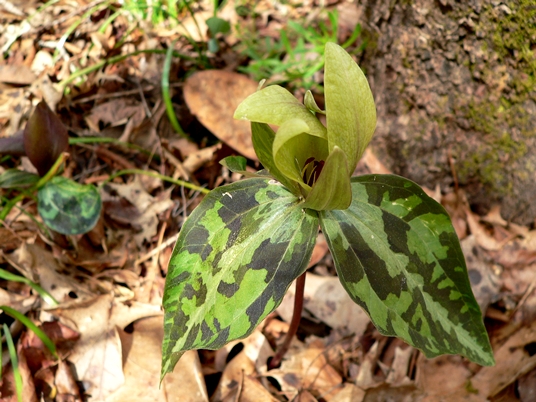 {Trillium decipiens}